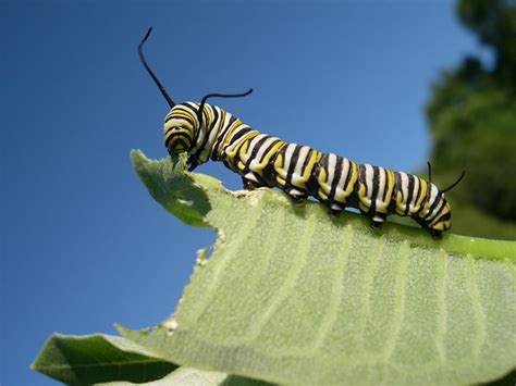 Milkweed: The Metamorphosis of a Plant | Edible Toronto