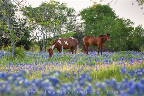 Bluebonnets and Horses in Ennis Texas : Ennis, Texas : Images from Texas