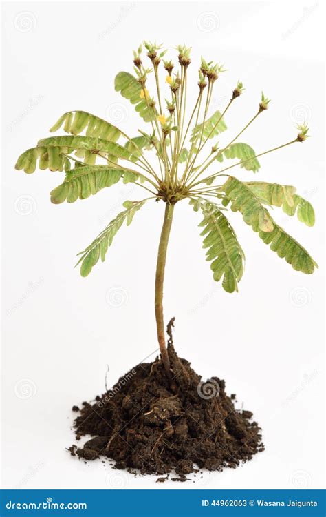 Thailand Rare Plants, Biophytum Sensitivum (L. ) DC. Trees Stock Image - Image of green, rose ...