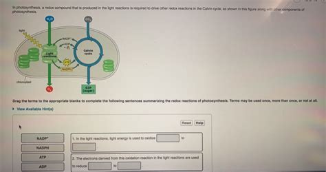 Solved In photosynthesis, a redox compound that is produced | Chegg.com