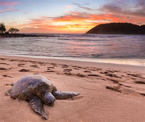 Turtle Kauai Stock Photos, Pictures & Royalty-Free Images - iStock