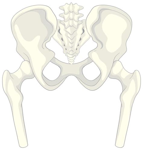 Pelvic Bone Images - Free Download on Freepik