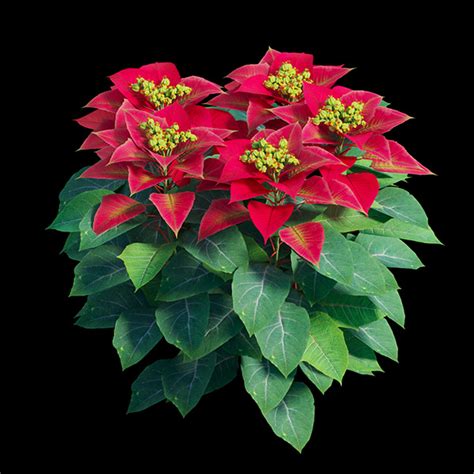 Poinsettia plant set 02 on Behance