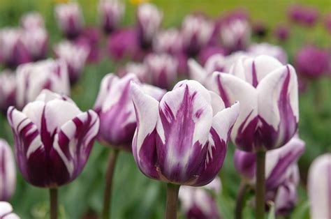 Tulip: How to Grow and Care for Tulip Plants