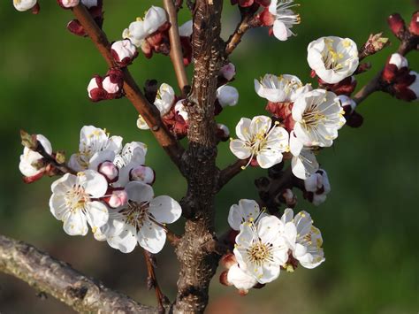 Gardening: Late-blooming apricot tree varieties suited for Spokane region | The Spokesman-Review