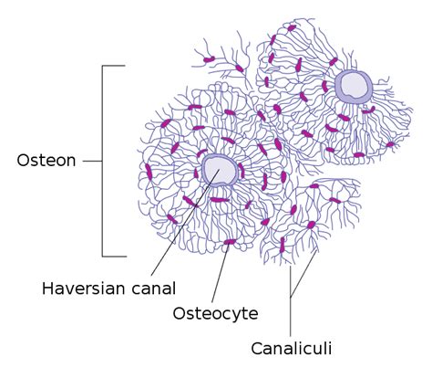 Haversian canal - Wikiwand