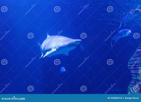 Medium Sized Shark Inside an Aquarium, Fish Theme Stock Photo - Image ...