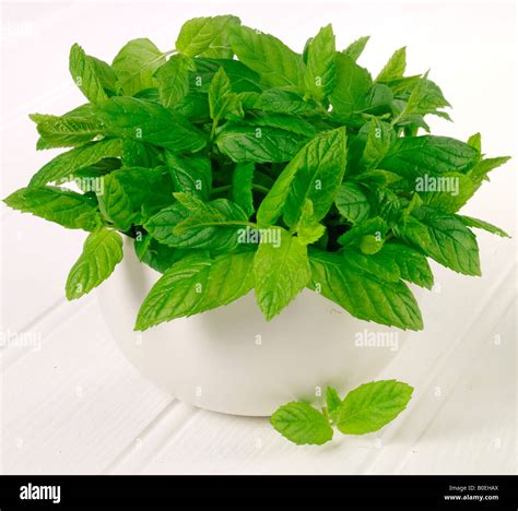 GROWING MINT PLANT Stock Photo - Alamy