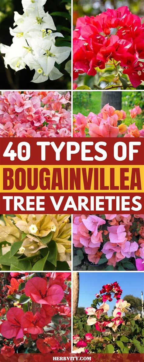 40 Types of Bougainvillea Tree Varieties | Bougainvillea tree, Bougainvillea, Vertical vegetable ...