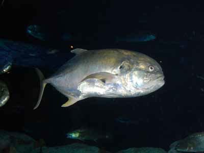 The Online Zoo - Crevalle Jack