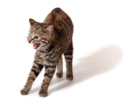 Dealing with Nuisance Behaviors in Cats | Houston PetTalk