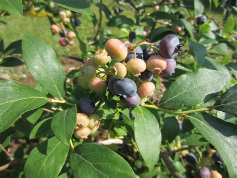 Blueberry Bush Care » Tips for Healthy Plants