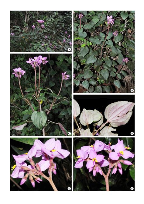 Sonerila speciosa (in shady habitat): A. Habitat; B. Habit; C. Branched ...