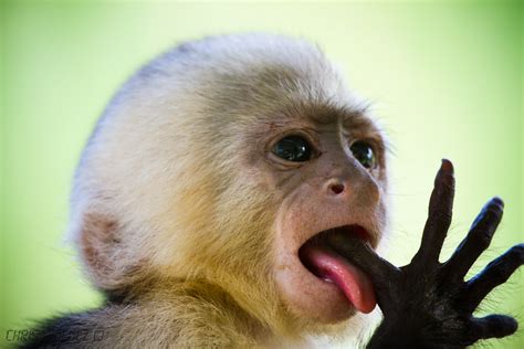 White-faced Capuchin Monkey Baby | Sierpe, Costa Rica | Chris Jimenez ...