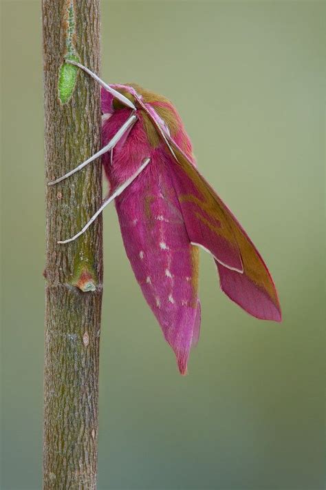 Deilephila Elpenor | Moth, Hawk moth, Moth caterpillar