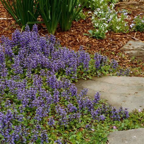 Ajuga in 2020 | Plants, Shade plants, Ground cover plants