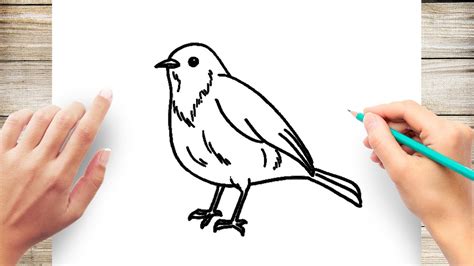 How to Draw Robin Bird Easy - YouTube