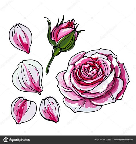 Images: drawing of flowers rose | Rosebud Rose Flower Sketch Flowers White Background Vector ...