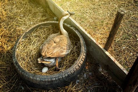 Chinese Gray Geese that is Laying Eggs. Stock Image - Image of gosling ...