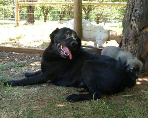 Anatolian Shepherd Dog Info, History, Temperament, Training, Puppy, Pictures