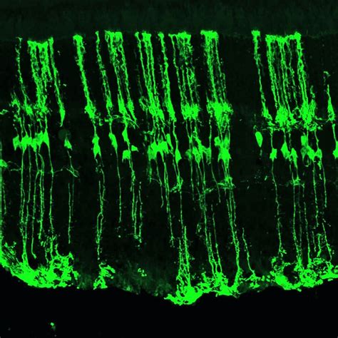 Zebrafish inspire retina regeneration in mice - Futurity