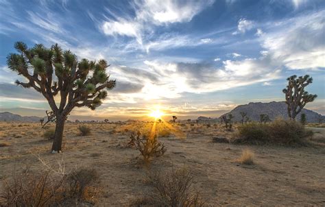 “In the High Desert of California” by Dan Howell – Another Chicago Magazine