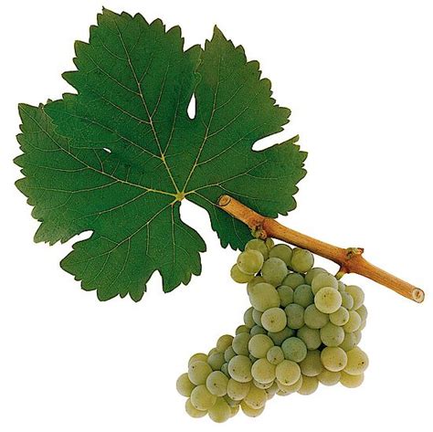 Learn about Sauvignon Blanc one of the most widely planted ...