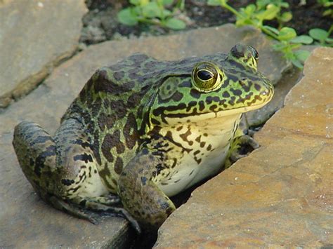 Animals of the world: Bullfrog