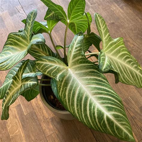 Indoor Plant Watering 101: Expert Dos and Don'ts Guide