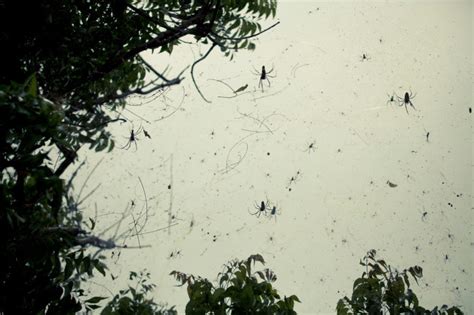 Everything You Need To Know About The Phenomenon Of Spiders Falling From The Sky