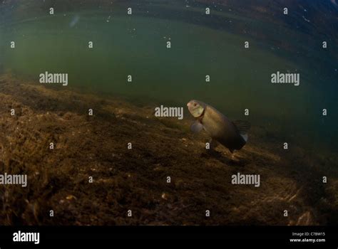 Tench in habitat Stock Photo - Alamy