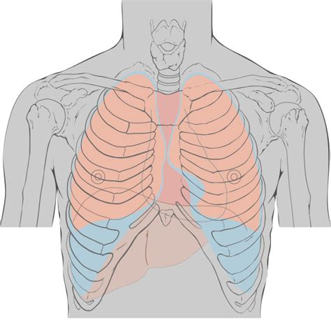 Anatomy of the Thoracic Outlet and the Thoracic Outlet Syndrome