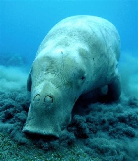 Dugong grazing - rare creature at Shark Bay or Ningaloo in Western ...