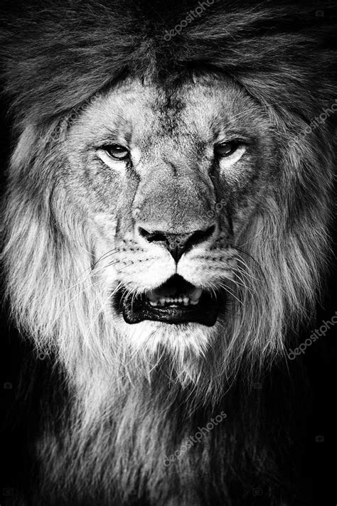 Lion Stock Photo by ©VolodymyrBur 56488495