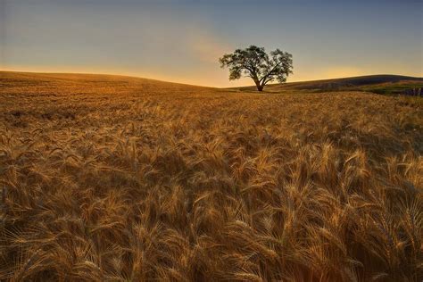 https://flic.kr/p/6SLSEq | Palouse Harvest Season | PLEASE VIEW LARGER IMAGE… Palouse, Harvest ...