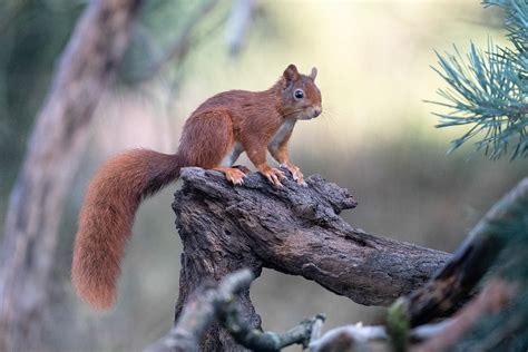 Koen Frantzen | Nature Photography - Eekhoorn / Eurasian red squirrel (Sciurus vulgaris)