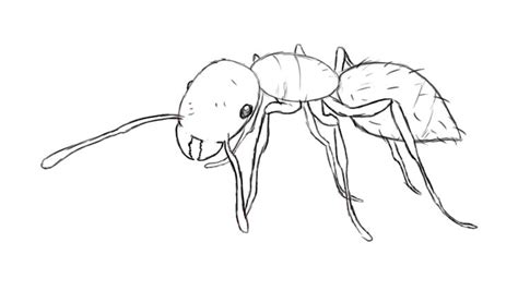 How To Draw An Ant | Drawings, Ants, Animal drawings