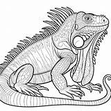 Iguana Coloring Pages 32  Gem sketch template