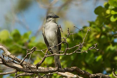 Pitirre: Tyrannus Dominicensi: Aves de la Guancha, Ponce, Puerto Rico 19-12-09 | Flickr - Photo ...