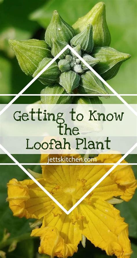 Loofah Sponge; Getting To Know The Loofah Plants - Jett's Kitchen