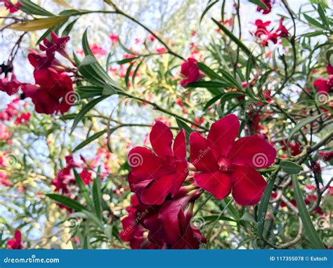 Hardy Red Oleander stock photo. Image of plant, color - 117355078