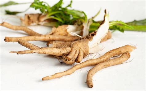 Health Benefits & Uses of Chicory Root You Didn’t Know - WTFacts