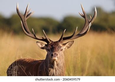 6,296 Hart deer Images, Stock Photos & Vectors | Shutterstock