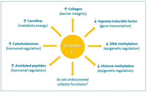 Nutrients | Free Full-Text | Vitamin C and Immune Function | HTML