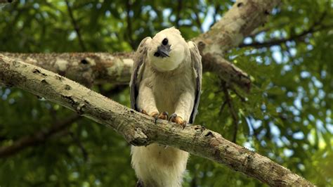 Harpy Eagle Fact Sheet | Blog | Nature | PBS