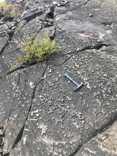 Crazy pseudomorphs after staurolite in the Stobie Formation, Sudbury ...