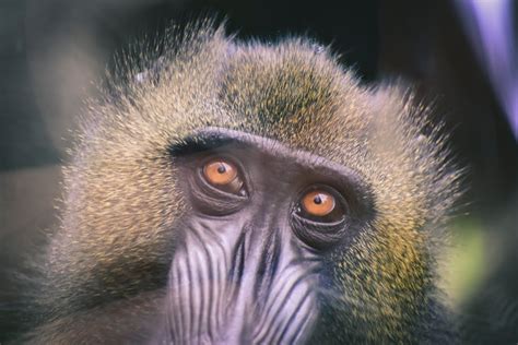 White Coated Baboon · Free Stock Photo