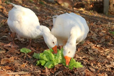 What Do Geese Eat? 45 Foods They Can Have Safely