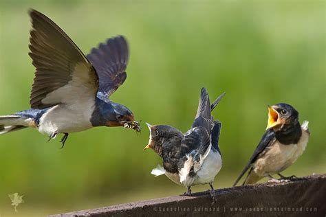 Barn Swallow (Hirundo rustica) feeding the youngsters – Roeselien ...