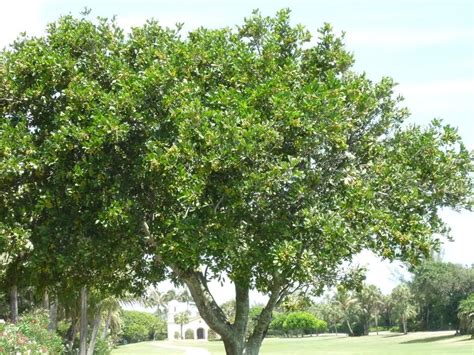 Macadamia Nut Trees - TROPICAL LOOKING PLANTS - Other Than Palms | Native garden, Macadamia nut ...